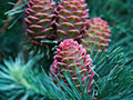 Larix decidua IMG_0275 Modrzew europejski